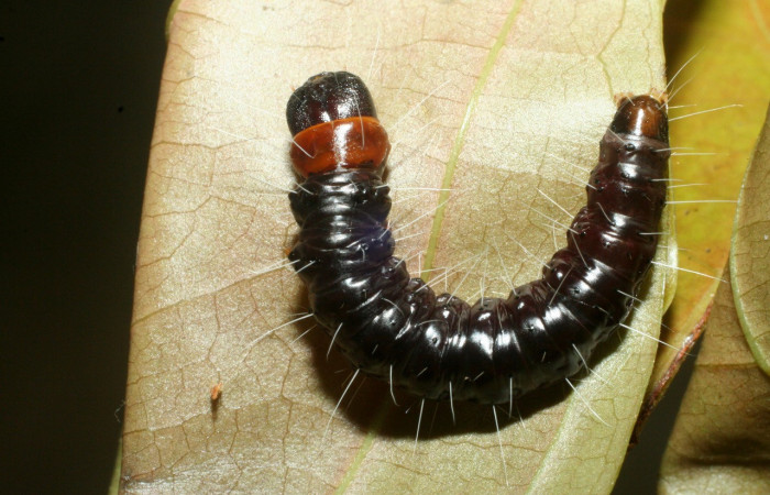 Figura 26. Larva <i>Anadasmus quadratella</i> (Depressariidae), último estadío (U) vista dorsal, localidad Sendero Rincón, Sector Rincón Rain Forest ACG (430m). Voucher: 09-SRNP-41139-DHJ459449.jpg.