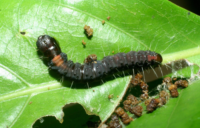 Figura 29. Larva <i>Anadasmus</i> Janzen28 (Depressariidae), último estadío (U) vista dorsal, localidad San Lucas, Sector Rincón Rain Forest ACG (320m). Voucher: 09-SRNP-41293-DHJ459561.jpg.
