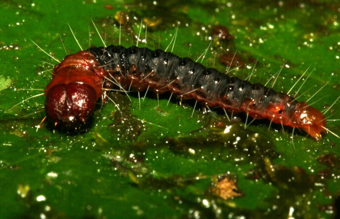 Figura 30. Larva <i>Anadasmus</i> Janzen51 (Depressariidae), último estadío (U) vista lateral, localidad Sendero Huerta, Sector San Cristóbal ACG (527m). Voucher: 09-SRNP-4226-DHJ457966.jpg.