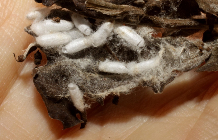 Figura 17. Capullos de parásito <i>Apanteles juniorlopezi</i> (Braconidae) que ataca <i>Anadasmus</i> Janzen25 (Depressariidae), localidad Portón Rivas, Sector Mundo Nuevo ACG (570m). Voucher: 09-SRNP-55232-DHJ474124.jpg.