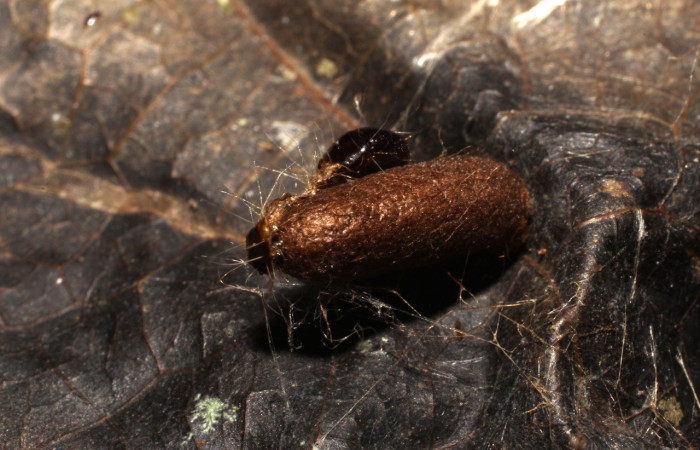 Figura 19. Capullo de parásito <i>Xiphosomella</i> falsataDHJ01 (Ichneumonidae) que ataca <i>Anadasmus</i> Janzen25 (Depressariidae), localidad Bosque Transición, Sector San Cristóbal ACG (540m). Voucher: 10-SRNP-4355-DHJ496158.jpg.
