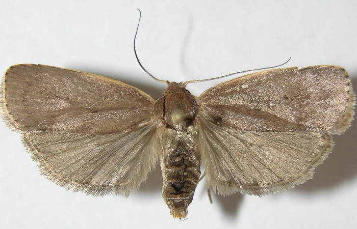 Figura 1. Adulto de <i>Anadasmus</i> Janzen25 (Depressariidae), vista dorsal, localidad Punta Plancha, Sector Mundo Nuevo ACG (420m). Voucher: 10-SRNP-56883-DHJ532018.jpg.