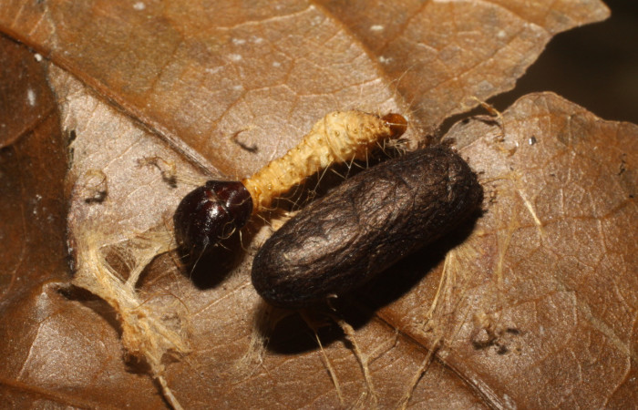 Figura 10. Capullo de parásito <i>Diadegma</i> SL-01 (Ichneumonidae) que ataca <i>Anadasmus</i> Janzen25 (Depressariidae), localidad Bosque Transición, Sector San Cristóbal ACG (540m). Voucher: 10-SRNP-5732-DHJ480363.jpg.