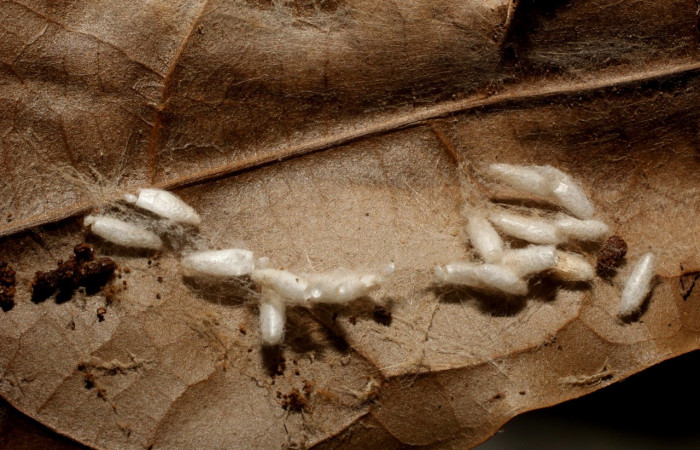 Figura 20. Restos capullos de parásitos <i>Apanteles didiguadamuzi</i> (Braconidae) que ataca <i>Anadasmus</i> Janzen25 (Depressariidae), localidad Puente Palma, Sector San Cristóbal ACG (460m). Voucher: 11-SRNP-3569-DHJ800560.jpg.