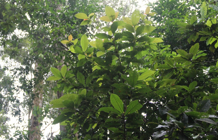  Meteorológico Sector Del Oro.
 
Fig. 10 <i>Clethra mexicana</i> (Clethraceae). 17 de Enero 2019. Meteorológico Sector Del Oro.