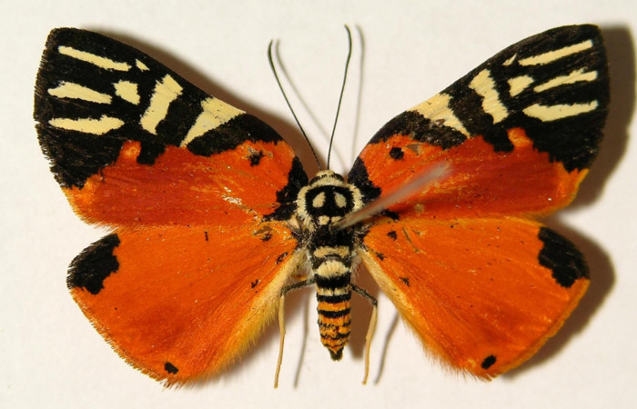 Fig. 1 Vista dorsal hembra <i>Symmachia rubina</i> (Riodinidae). (04-SRNP-141-DHJ91916).