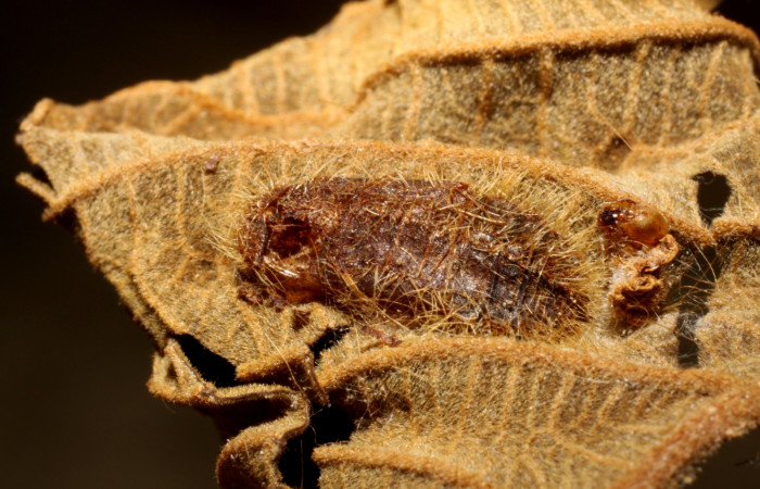Fig. 8 Pupa de <i>Symmachia rubina</i> (Riodinidae). que fue parasitada por avispa chalJanzen01 Janzen01 (Chalcididae). 19 de Junio 2010, Monte Cristo Sector Del Oro (09-SRNP-71438-DHJ470321).