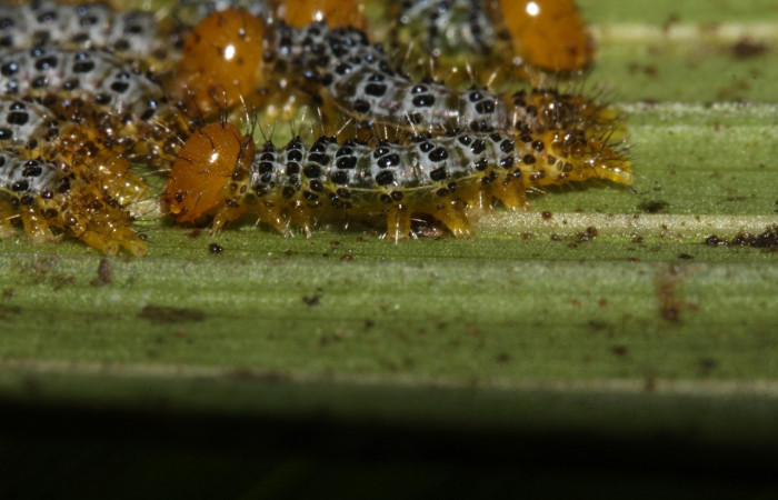 Figura 10. Larva en prepupa <i>Dunama janewaldronae</i> (Notodontidae),  color blanco con puntos negros, posición lateral, tercer estadio, mide 11 mm aproximadamente. Planta hospedera <i>Geonoma cuneata</i>, (Arecaceae). Voucher: 16-SRNP-30390-DHJ729429.jpg.