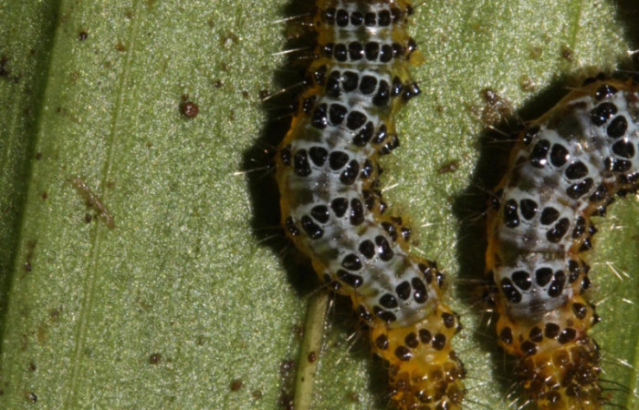 Figura 11. Larva en prepupa <i>Dunama janewaldronae</i> (Notodontidae),  color blanco con puntos negros, posición dorsal, tercer estadio, mide 11 mm aproximadamente. Planta hospedera <i>Geonoma cuneata</i>, (Arecaceae). Voucher: 16-SRNP-30390-DHJ729430.jpg.