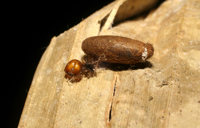 Figura 12. Restos de capullo eclosionado<i> Dunama janewaldronae</i> (Notodontidae), color café, con hueco por donde salió el parásito <i>Austrozele</i> Janzen03(Braconidae). Voucher: 04-SRNP-4197-DHJ420389.jpg.