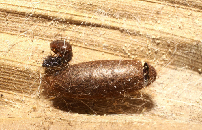 Figura 13. Restos de capullo eclosionado<i> Dunama janewaldronae</i> (Notodontidae), color café, con hueco por donde salió el parásito <i>Austrozele</i> Janzen03(Braconidae). 09-SRNP-40018-DHJ476378.jpg.