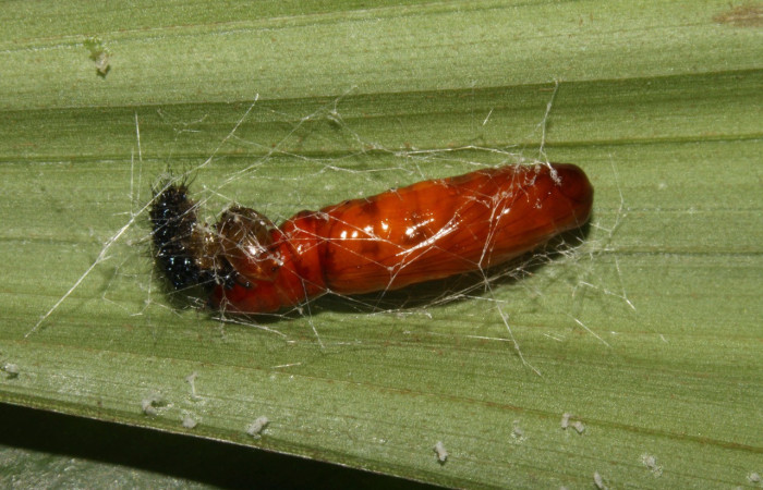 Figura 14. Pupa <i>Dunama janewaldronae</i> (Notodontidae),  color café rojizo, posición lateral, mide 15 mm aproximadamente. Planta hospedera <i>Geonoma cuneata</i>, (Arecaceae). Voucher: 13-SRNP-30810-DHJ700970.jpg.
