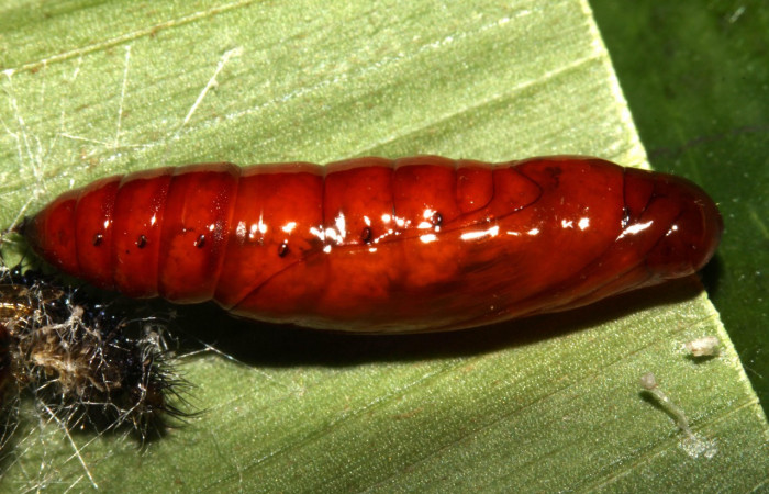 Figura 15. Pupa <i>Dunama janewaldronae</i> (Notodontidae),  color café rojizo, posición lateral, mide 15 mm aproximadamente. Planta hospedera <i>Geonoma cuneata</i>, (Arecaceae). Voucher: 13-SRNP-30810-DHJ700971.jpg.