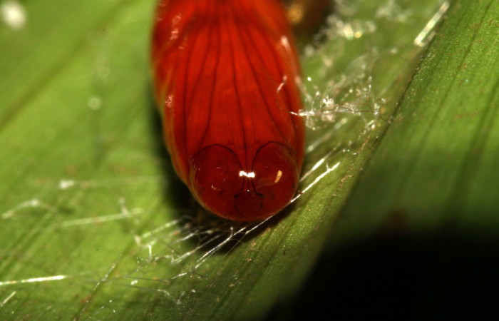 Figura 17. Pupa <i>Dunama janewaldronae</i> (Notodontidae),  color café rojizo, posición ventral frontal, mide 15 mm aproximadamente. Planta hospedera <i>Geonoma cuneata</i>, (Arecaceae). Voucher: 13-SRNP-30810-DHJ700973.