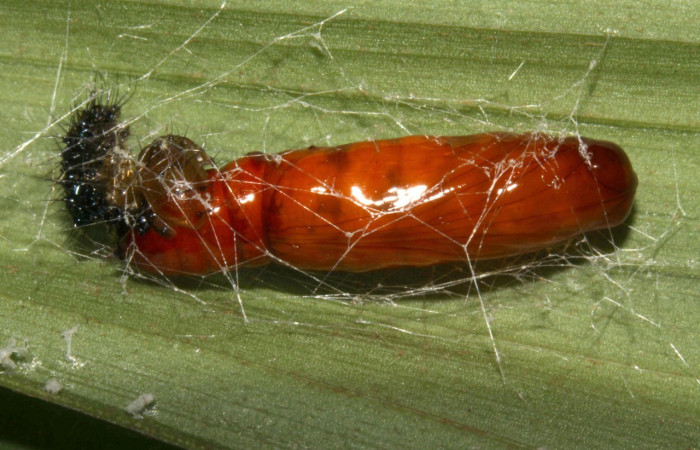 Figura 18. Pupa <i>Dunama janewaldronae</i> (Notodontidae),  color café rojizo, posición ventral frontal, mide 15 mm aproximadamente. Planta hospedera <i>Geonoma cuneata</i>, (Arecaceae). Voucher: 13-SRNP-30810-DHJ700974.jpg.