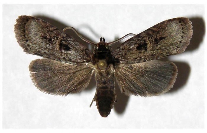Figura 19. Adulto <i>Dunama janewaldronae</i> (Notodontidae), posición dorsal, mide 27mm. Voucher: 04-SRNP-4852-DHJ322716.