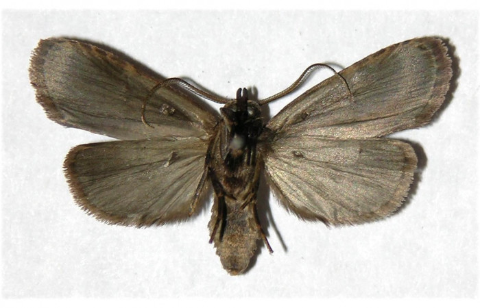 Figura 20. Adulto <i>Dunama janewaldronae</i> (Notodontidae), posición dorsal, mide 27mm. Voucher: 04-SRNP-4852-DHJ322717.