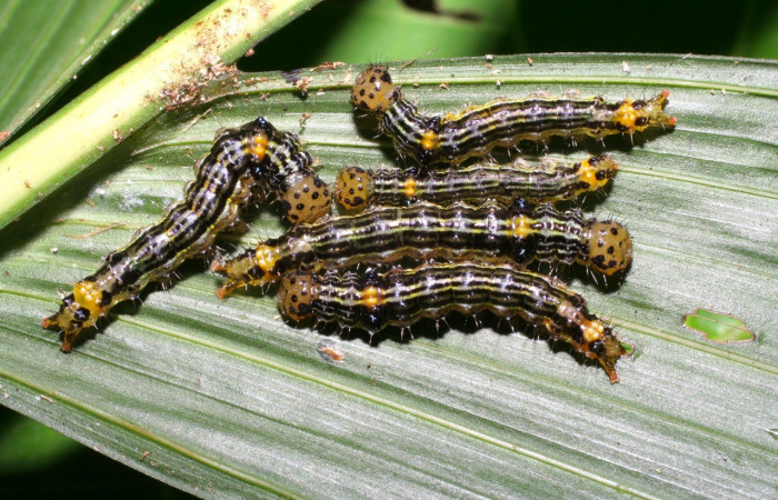 Figura 21. Grupo de larvas <i>Dunama jessiehillae</i> (Notodontidae), color amarillo con lineas negras en el dorso, posición dorsal, mide 20 mm aproximadamente. Planta hospedera <i>Chamaedorea tepejilote</i>, (Arecaceae). Voucher: 05-SRNP-70523-DHJ420723.jpeg.