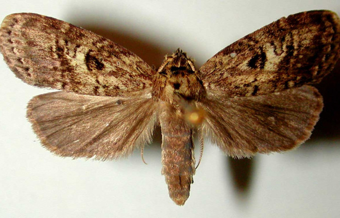 Figura 23. Adulto <i>Dunama jessiehillae</i> (Notodontidae), posición dorsal, mide 27mm. Voucher: 99-SRNP-4116-DHJ32614.jpg.