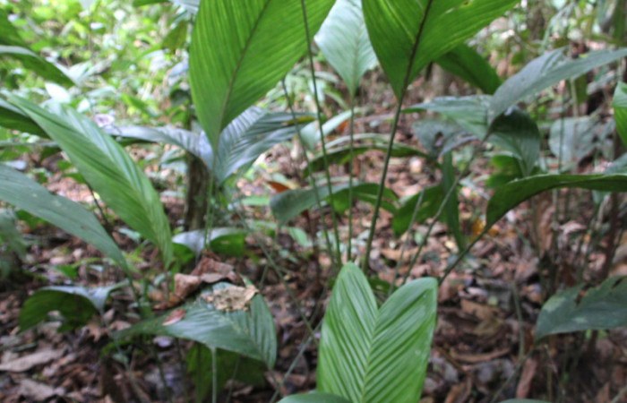 Figura 25. Planta <i>Geonoma cuneata</i> (Arecaceae), palma, mide 1 metro de altura. Foto Jose Pérez, Marzo 2023.