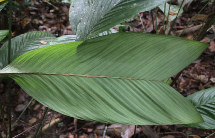 Figura 28. Planta <i>Geonoma cuneata</i> (Arecaceae), envés de la hoja, mede 40 cm. Foto Jose Pérez, Marzo 2023.
