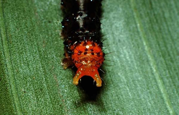 Figura 3. Larva <i>Dunama janewaldronae</i> (Notodontidae), color negro, posición trasera, último estadio, mide 24 mm aproximadamente. Planta hospedera <i>Geonoma cuneata</i>, (Arecaceae). Voucher: 02-SRNP-6497-DHJ65059.jpg.