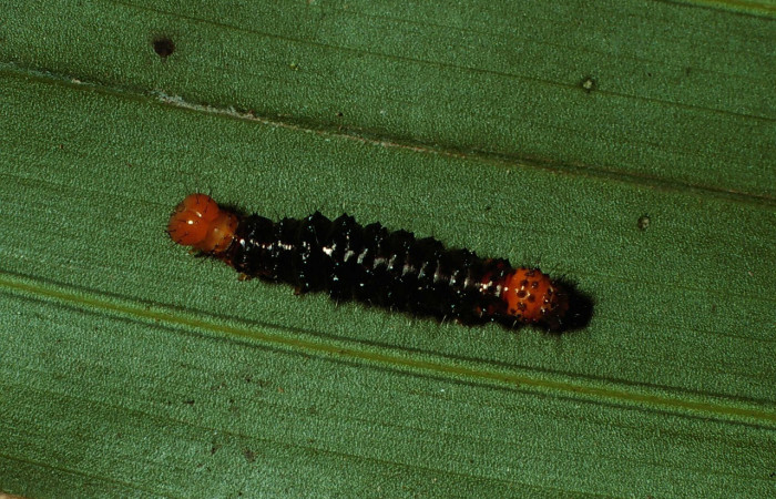 Figura 4. Larva <i>Dunama janewaldronae</i> (Notodontidae), color negro, posición dorsal, último estadio, mide 24 mm aproximadamente. Planta hospedera <i>Geonoma cuneata</i>, (Arecaceae). Voucher: 02-SRNP-6497-DHJ65061.jpg.