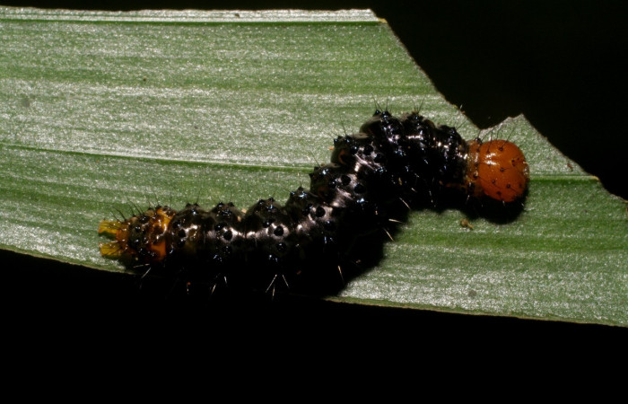 Figura 5. Larva <i>Dunama janewaldronae</i> (Notodontidae), color negro, posición dorsal, último estadio, mide 24 mm aproximadamente. Planta hospedera <i>Geonoma cuneata</i>, (Arecaceae). Voucher: 06-SRNP-33847-DHJ416408.jpg.