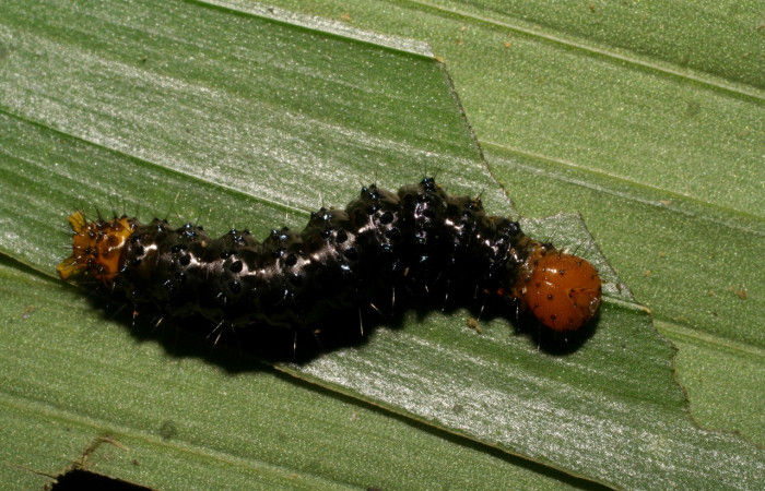 Figura 6. Larva <i>Dunama janewaldronae</i> (Notodontidae), color negro, posición dorsall, último estadio, mide 24 mm aproximadamente. Planta hospedera <i>Geonoma cuneata</i>, (Arecaceae). Voucher: 06-SRNP-33847-DHJ416410.jpg.