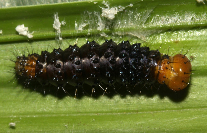 Figura 8. Larva en prepupa <i>Dunama janewaldronae</i> (Notodontidae), color negro, posición dorsal, mide 17 mm aproximadamente. Planta hospedera <i>Geonoma cuneata</i>, (Arecaceae). Voucher: 13-SRNP-30827-DHJ700985.jpg.
