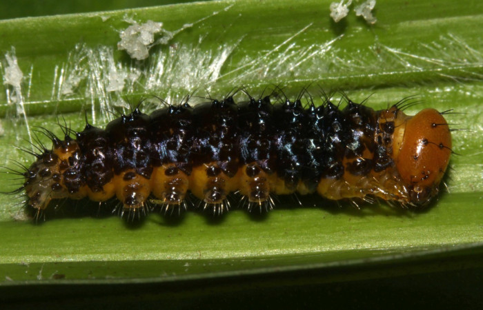 Figura 9. Larva en prepupa <i>Dunama janewaldronae</i> (Notodontidae), color negro, posición lateral, mide 17 mm aproximadamente. Planta hospedera <i>Geonoma cuneata</i>, (Arecaceae). Voucher: 13-SRNP-30827-DHJ700986.jpg. 