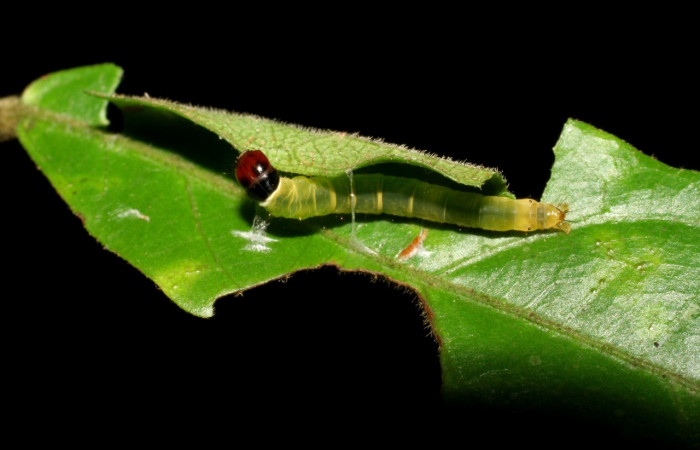 Figura 2. <i>Dichomeris</i> Janzen356 (Gelechiidae) posición dorsal, ultimo estadio, Sector San Cristóbal. Voucher 07-SRNP-3404-DHJ426201.jpg.