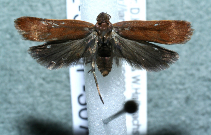 Figura 7. Adulto de <i>Dichomeris</i> Janzen356 (Gelechiidae), vista dorasl. Voucher 12-SRNP-3073-DHJ567903.jpg.