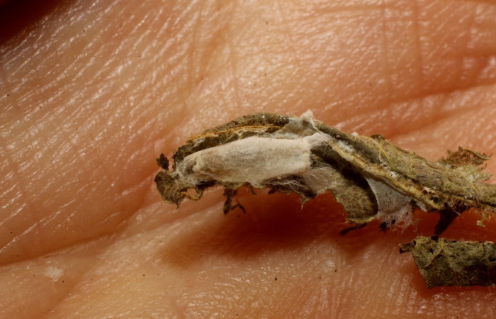 Figura 6. Parásito de la familia (Braconidae) mgJanzen01 Janzen01 que ataca a <i>Dichomeris</i> Janzen356 (Gelechiidae). Voucher 12-SRNP-712-DHJ800938.jpg.