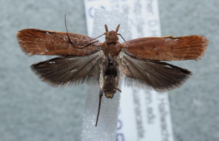 Figura 1. Adulto <i>Dichomeris</i> Janzen356 (Gelechiidae),
 vista dorsal. Voucher 13-SRNP-3253-DHJ582134.jpg.