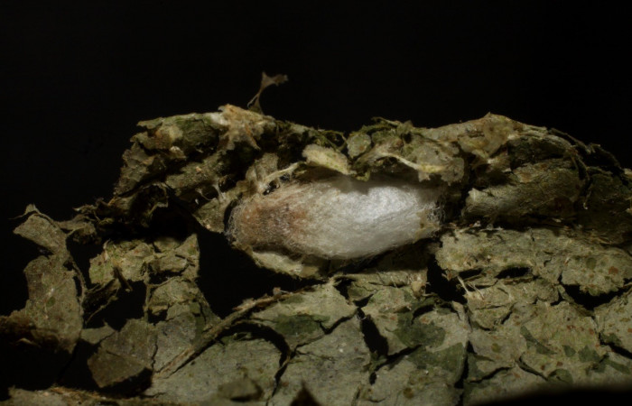 Figura 4. Parásito de la familia (Braconidae) <i>Austroearinus</i> Sharkey05, que ataca a <i>Dichomeris</i> Janzen356 (Gelechiidae). Voucher 09-SRNP-3201-DHJ474892.jpg.  