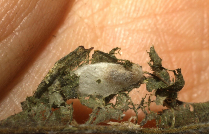 Figura 5. Parásito de la familia (Braconidae) <i>Austroearinus rufofemoratus</i> que ataca a Dichomeris Janzen356 (Gelechiidae). Voucher 10-SRNP-632-DHJ480198.jpg.  