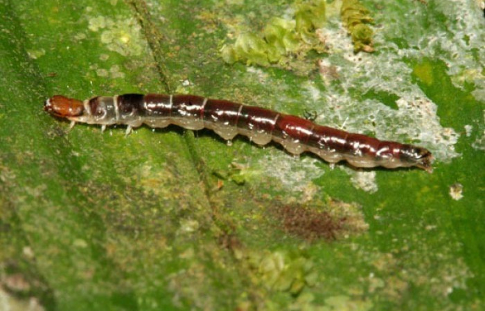 Figura 9. <i>Dichomeris</i> Janzen76 (Gelechiidae), posición lateral, último estadio. Voucher 11-SRNP-3050-DHJ493813.jpg.