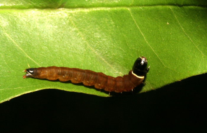 Figura 11. <i>Dichomeris</i> Janzen822 (Gelechiidae), penúltimo estadio, posición dorsal. Voucher 11-SRNP-43009-DHJ497089.jpg.