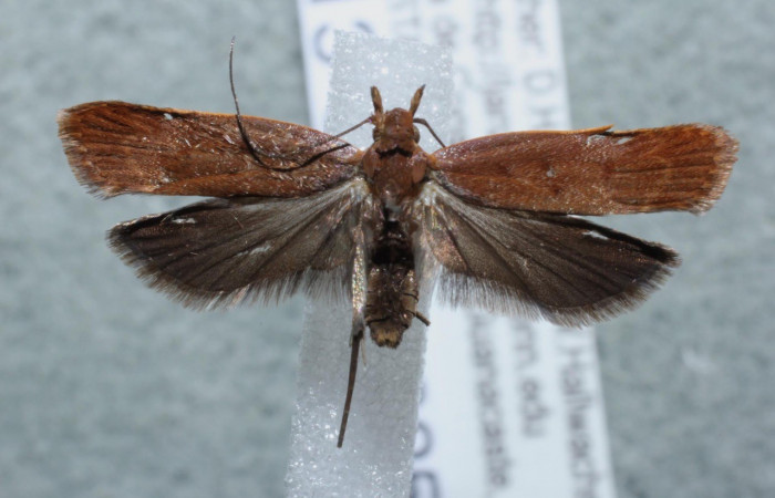 Figura 1. Adulto <i>Dichomeris</i> Janzen356 (Gelechiidae),   vista dorsal. Voucher 13-SRNP-3253-DHJ582134.jpg.