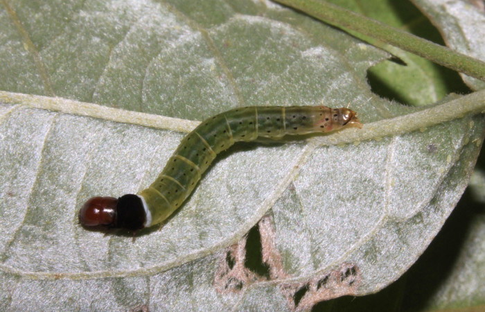 Figura 13. <i>Dichomeris</i> Janzen270  (Gelechiidae), penúltimo estadio, posición dorsal. Voucher 15-SRNP-30378-DHJ721695.jpg