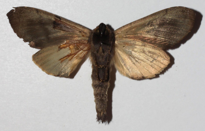 Figura 12. Adulto <i>Crinodes</i> ritsemaeDHJ02 (Notodontidae), posición vista dorsal. (18-SRNP-30901-DHJ940999).