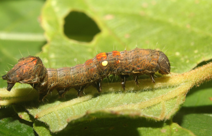 Figura 13. Dorsal entero <i>Crinodes</i> ritsemaeDHJ02, (Notodontidae), en la planta <i>Gouania polygama</i> (Rhamnaceae). Sector Pitilla. Medrano (elevación 380 metros). Colectada 22 mayo 2018. (18-SRNP-70418-DHJ741769.jpg).