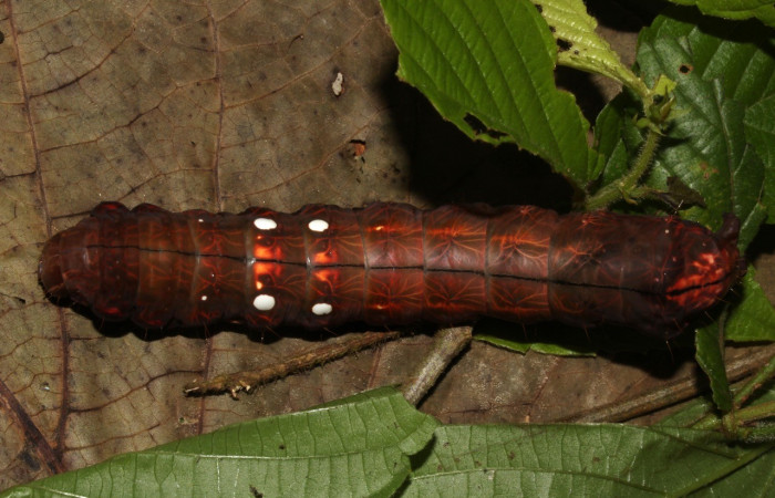 Figura 14. Dorsal entero <i>Crinodes</i> ritsemaeDHJ02, (Notodontidae), en la planta <i>Gouania polygama</i> (Rhamnaceae). Sector Pitilla. Pasmompa (elevación 440 metros). Colectada 18 junio 2019. (19-SRNP-30837-DHJ765160.jpg).