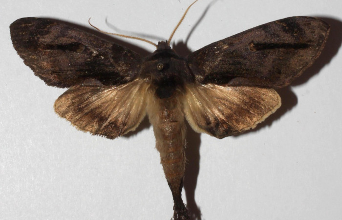 Figura 17. Adulto <i>Crinodes</i> ritsemaeDHJ02 (Notodontidae), posición vista dorsal. (18-SRNP-70418-DHJ941000).