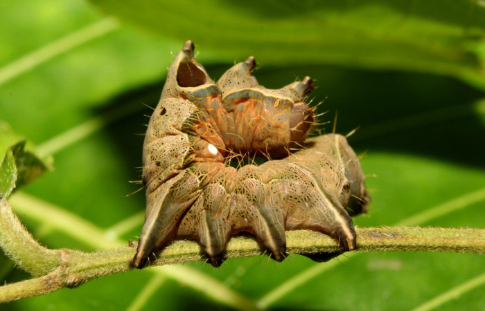 Figura 3. Lateral central <i>Crinodes</i> ritsemaeDHJ02, (Notodontidae), en la planta <i>Gouania polygama</i> (Rhamnaceae). Sector Pitilla. Medrano (elevación 380 metros). Colectada 22 mayo 2018. (18-SRNP-70418-DHJ741796.jpg).