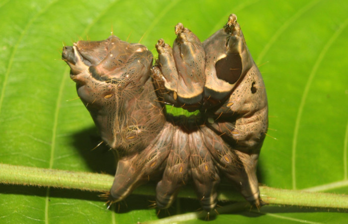 Figura 6.Posición cabeza <i>Crinodes</i> ritsemaeDHJ02, (Notodontidae), en la planta <i>Gouania polygama</i> (Rhamnaceae). Sector Pitilla. Medrano (elevación 380 metros). Colectada 22 mayo 2018. (18-SRNP-70418-DHJ741804.jpg).
