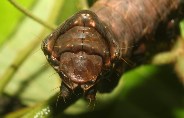 Figura 7.Parte posterior <i>Crinodes</i> ritsemaeDHJ02, (Notodontidae), en la planta <i>Gouania polygama</i> (Rhamnaceae). Sector Pitilla. Medrano (elevación 380 metros). Colectada 22 mayo 2018. (18-SRNP-70418-DHJ741814.jpg).