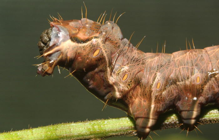 Figura 8.Parte posterior <i>Crinodes</i> ritsemaeDHJ02, (Notodontidae), en la planta <i>Gouania polygama</i> (Rhamnaceae). Sector Pitilla. Medrano (elevación 380 metros). Colectada 22 mayo 2018. (18-SRNP-70418-DHJ741810.jpg).