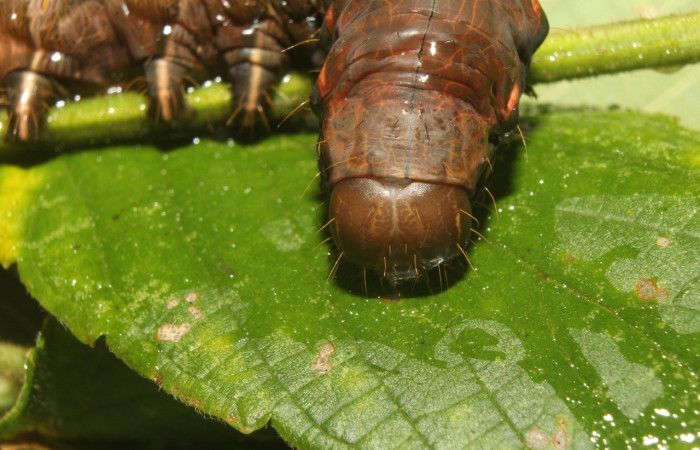 Figura 9.Cabeza <i>Crinodes</i> ritsemaeDHJ02, (Notodontidae), en la planta <i>Gouania polygama</i> (Rhamnaceae). Sector Pitilla. Medrano (elevación 380 metros). Colectada 22 mayo 2018. (18-SRNP-70418-DHJ741809p.jpg).